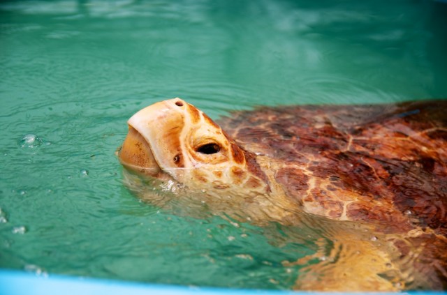 down syndrome child florida turtle hospital vacation 3