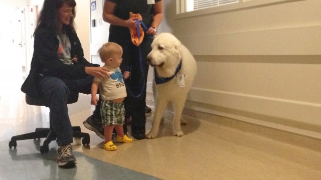 special needs benefits therapy dog
